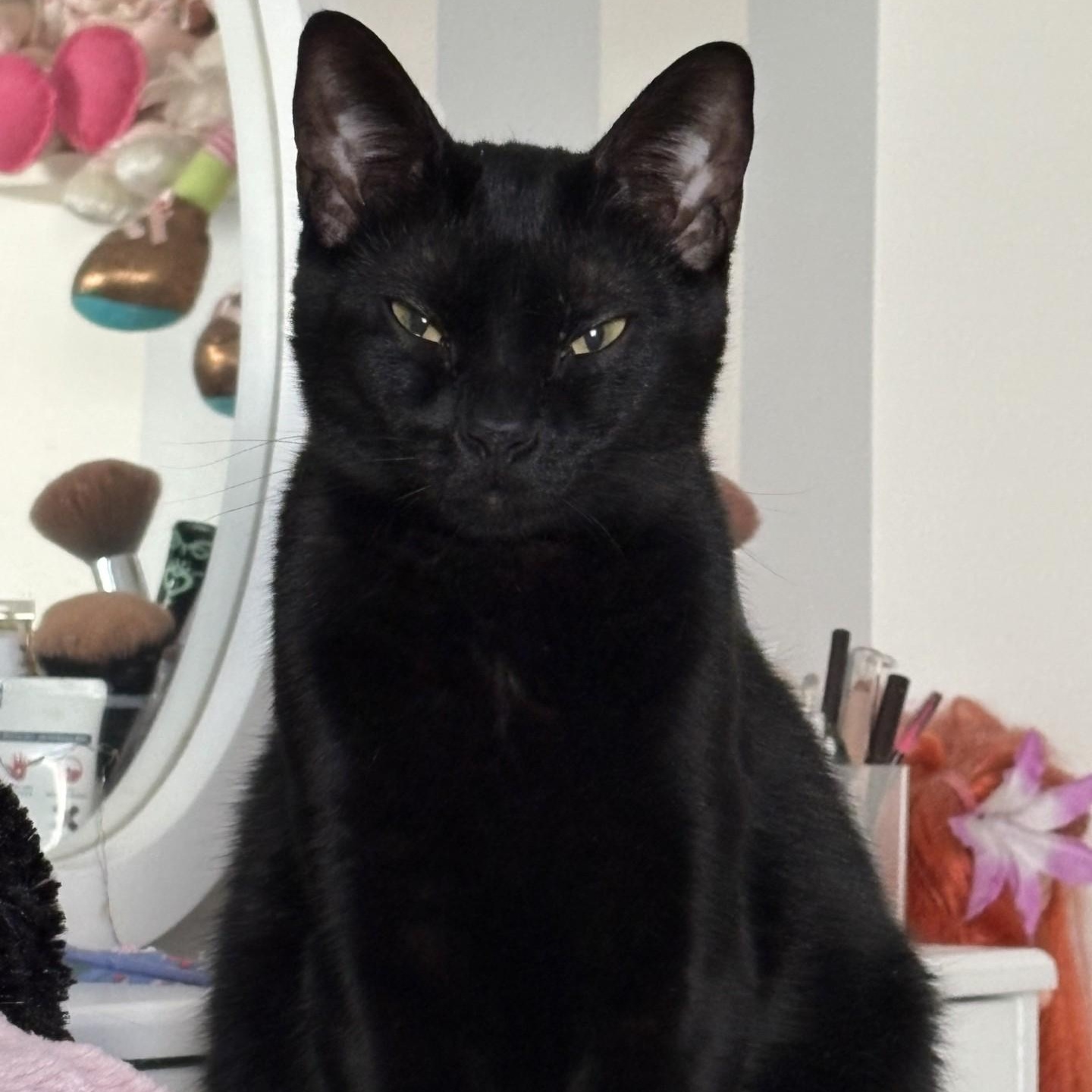 Flynn, a Adoptable mixed breed in Columbus, OH image 3/4