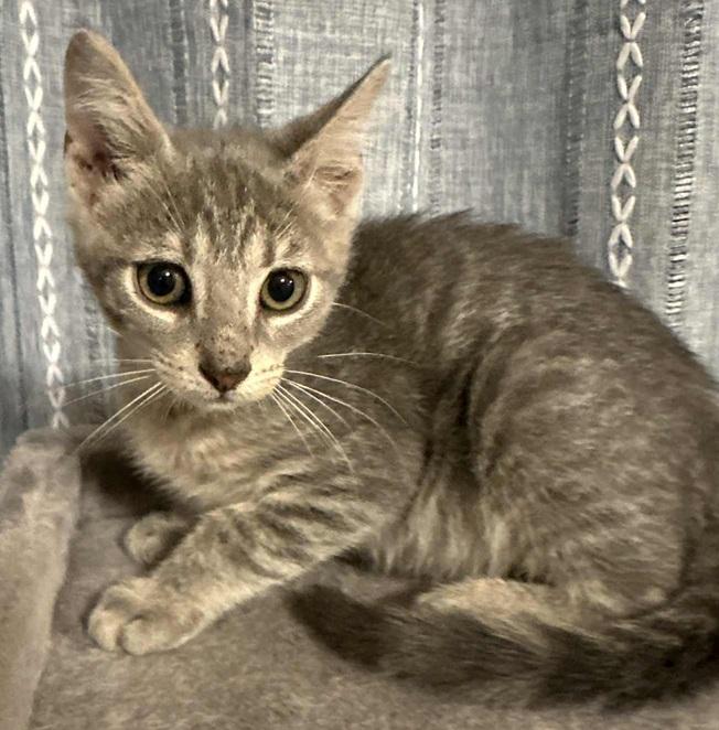 Enlarge Gustav, a Adoptable Tabby in Waxahachie, TX image 1/1