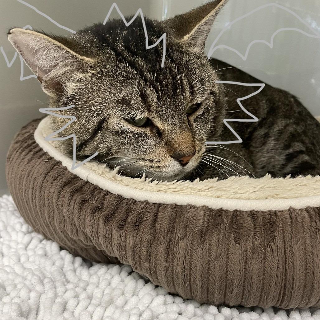 Enlarge Sheepstealer, a Adoptable Domestic Short Hair in Saint Charles, MO image 1/4
