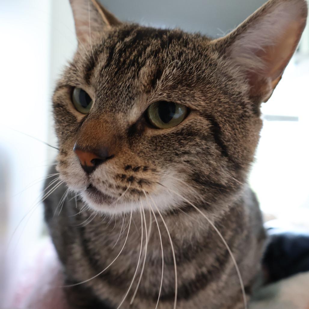 Enlarge Sheepstealer, a Adoptable Domestic Short Hair in Saint Charles, MO image 2/4