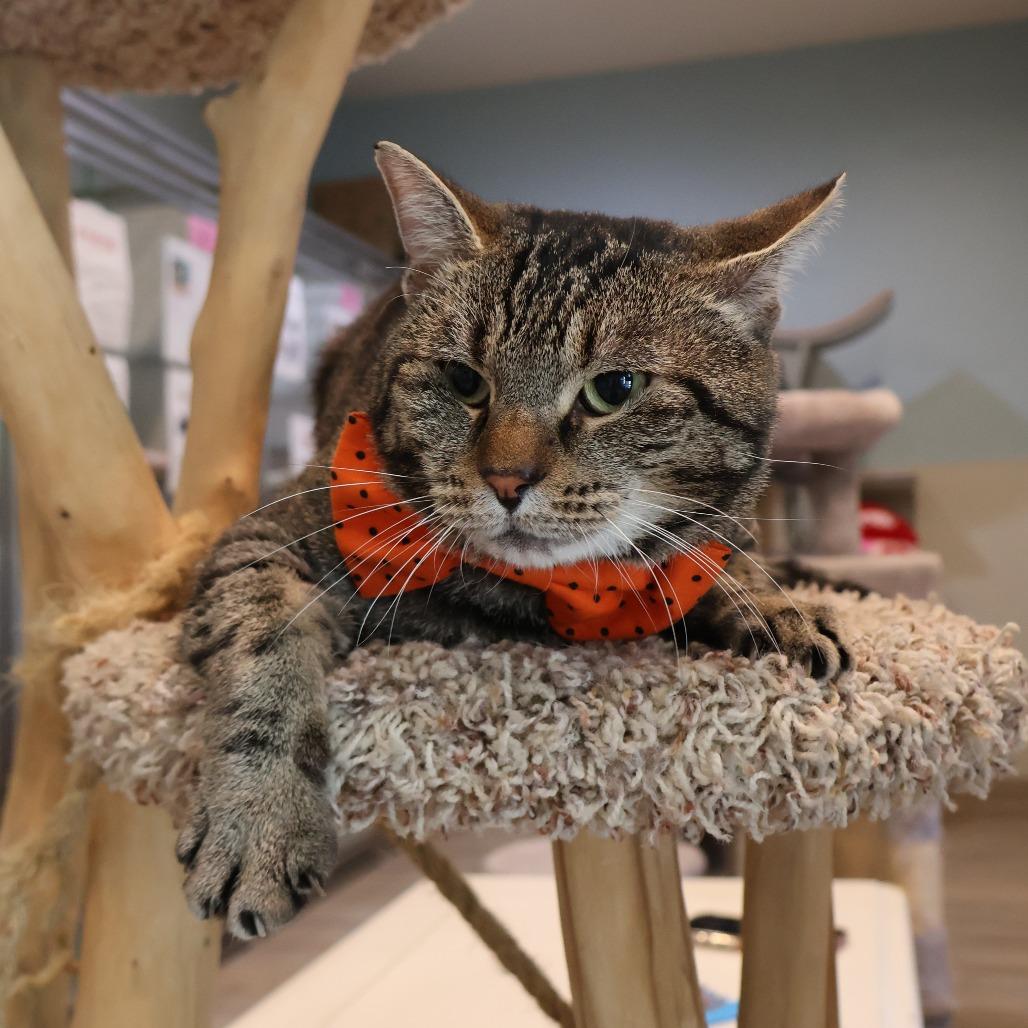 Enlarge Sheepstealer, a Adoptable Domestic Short Hair in Saint Charles, MO image 3/4