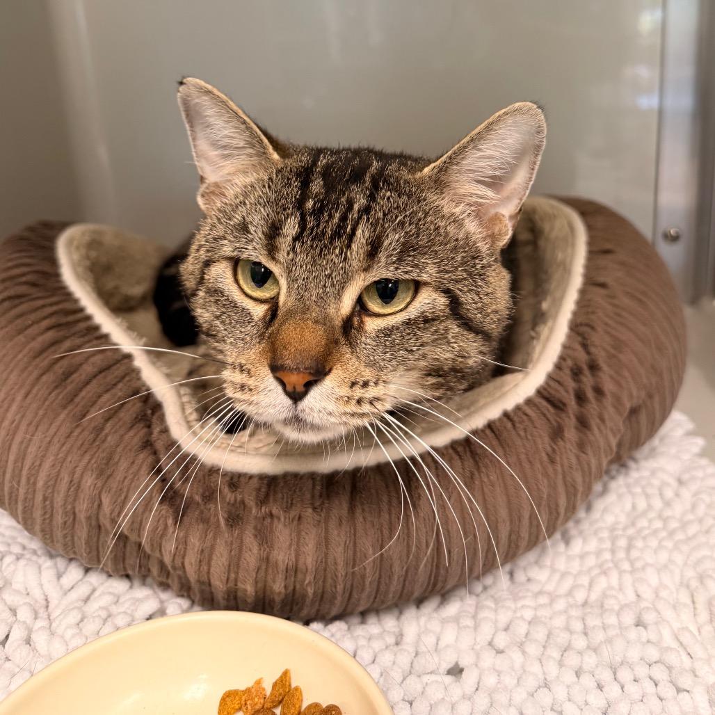 Enlarge Sheepstealer, a Adoptable Domestic Short Hair in Saint Charles, MO image 4/4