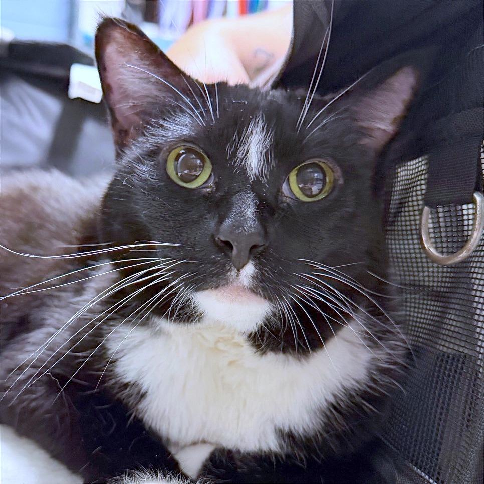 Winnie, Adoptable, Senior Female Domestic Short Hair.