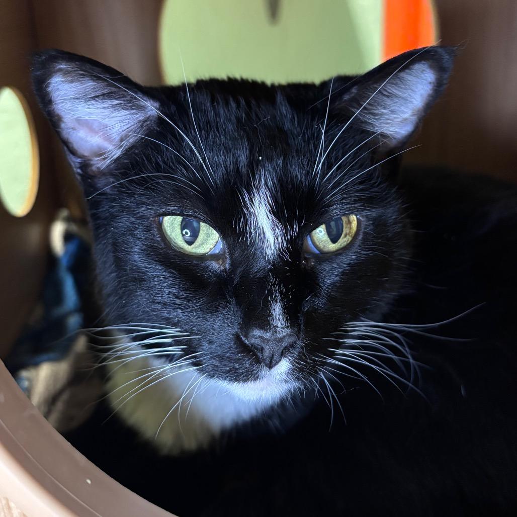 Winnie, a Adoptable Domestic Short Hair in Providence, RI image 2/3