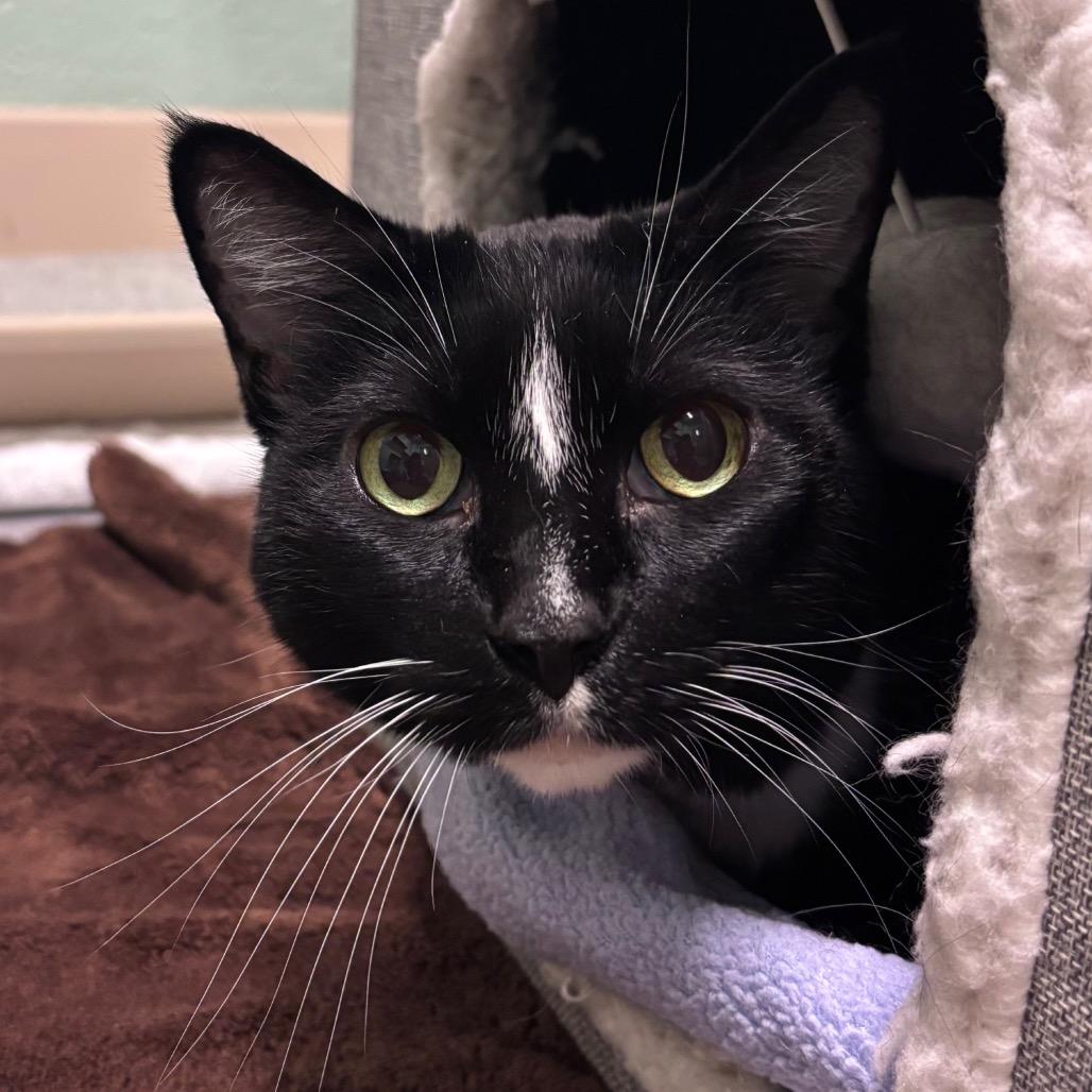 Winnie, a Adoptable Domestic Short Hair in Providence, RI image 3/3