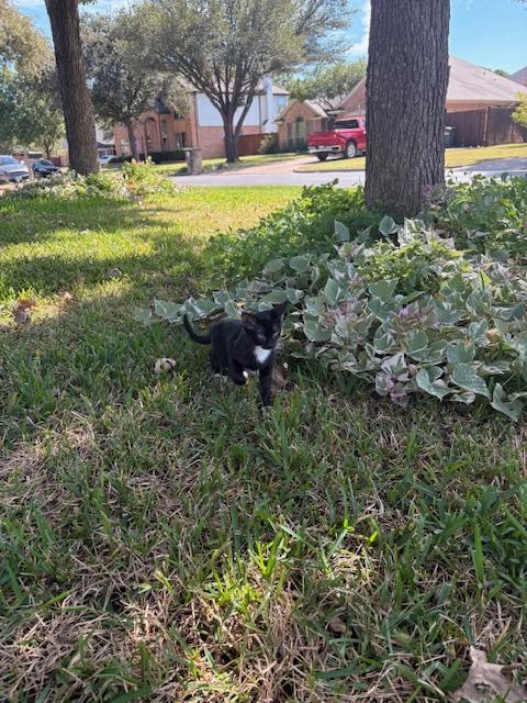 Midnight thumbnail 2