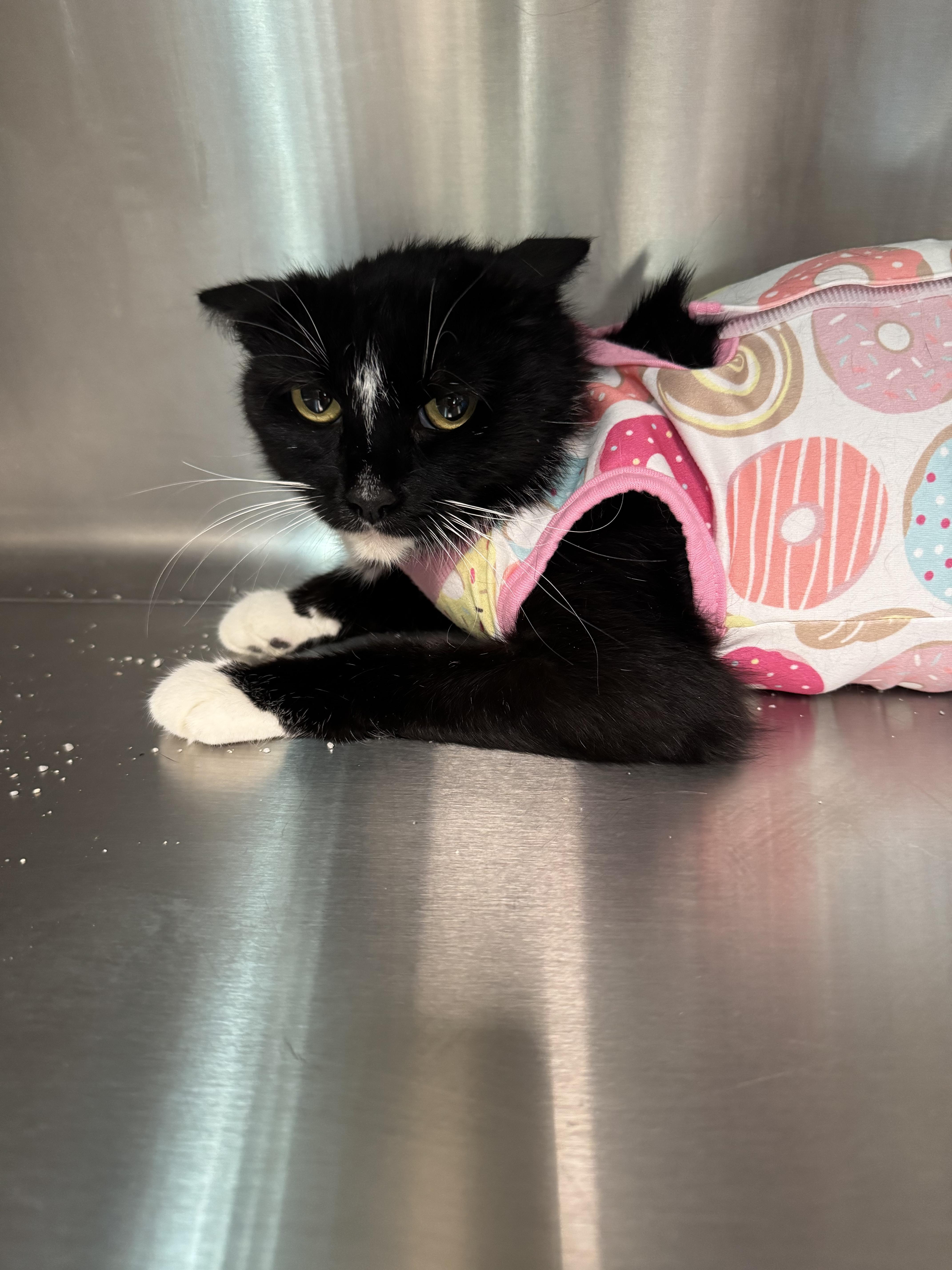 Mama Sugar - Adoption fee fully sponsored by Cris Guenter, Adoptable, Adult Female Domestic Short Hair.