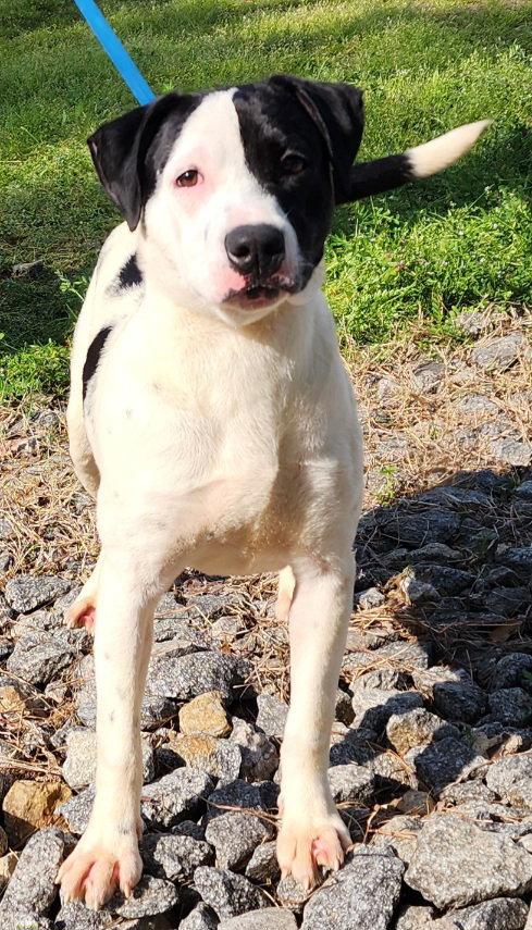 260050 Zoey, Adoptable, Young Female Labrador Retriever & Pit Bull Terrier.