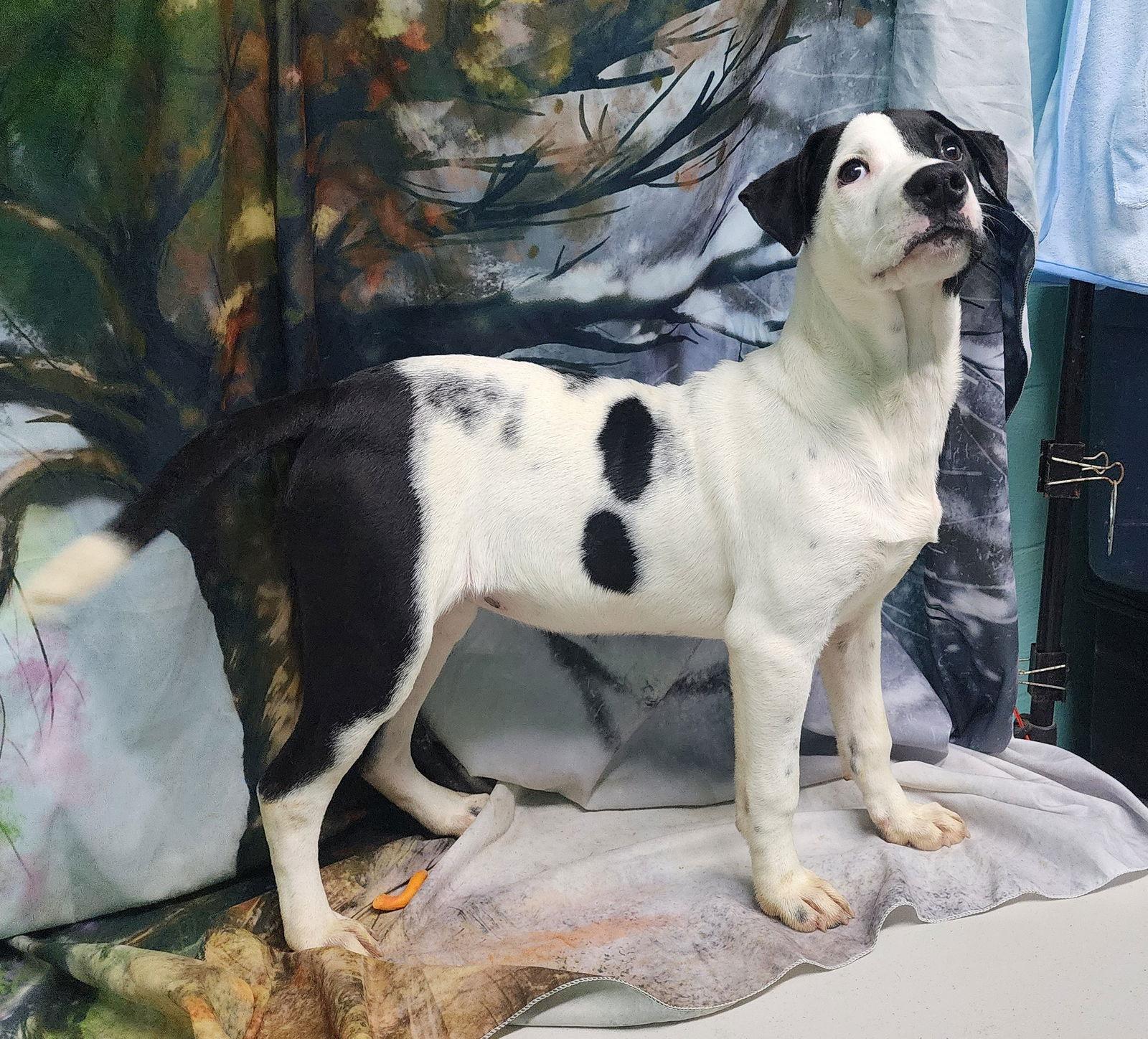 260050 Zoey — thumbnail 2