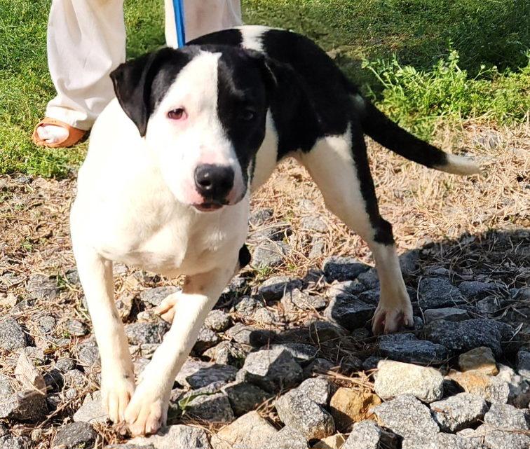 Enlarge 260050  Zoey, a Adoptable mixed breed in Wetumpka, AL image 2/3