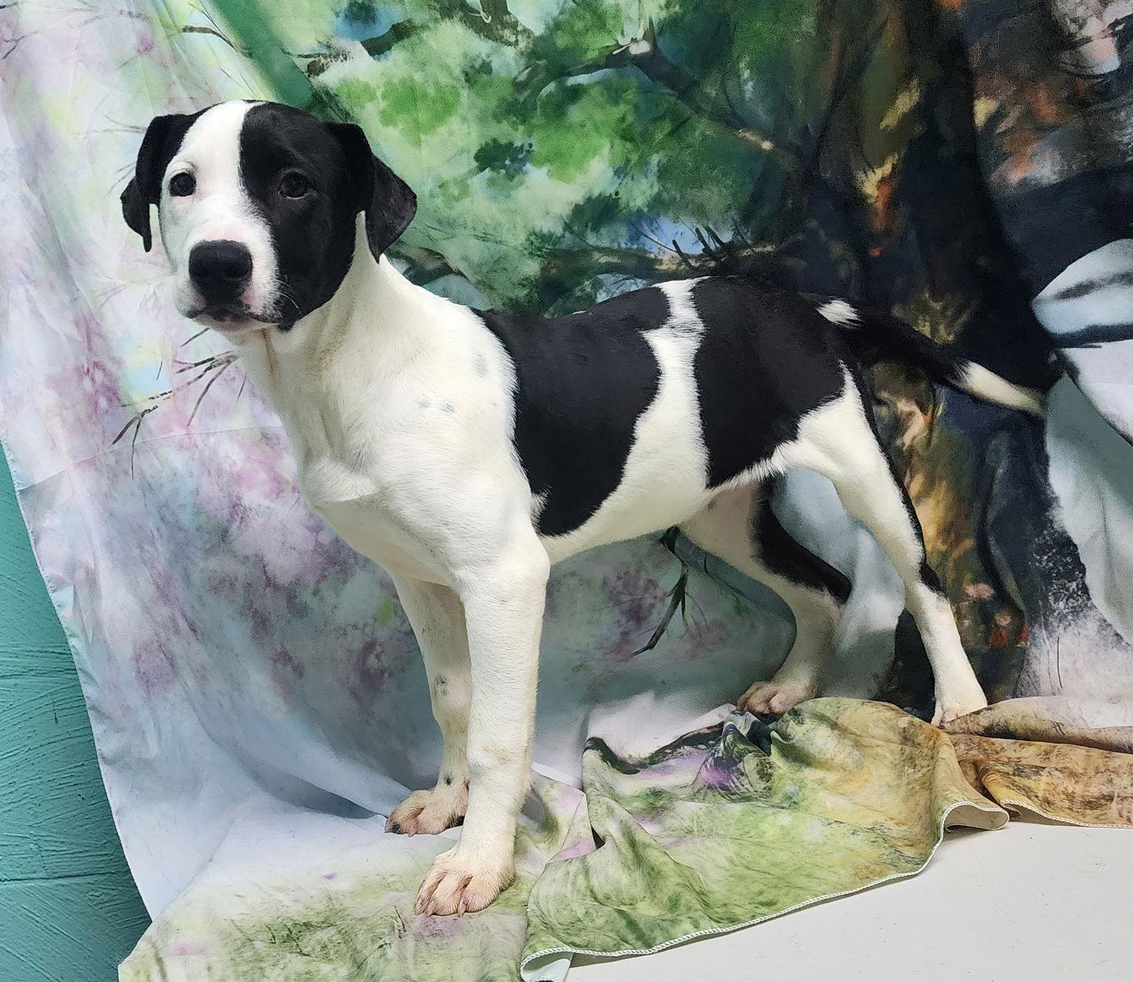 260050 Zoey — thumbnail 3