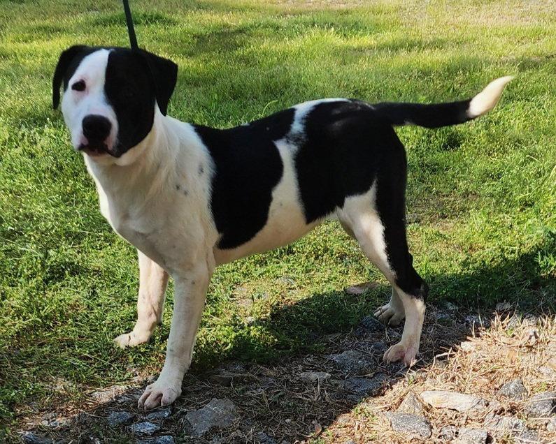 Enlarge 260050  Zoey, a Adoptable mixed breed in Wetumpka, AL image 3/3