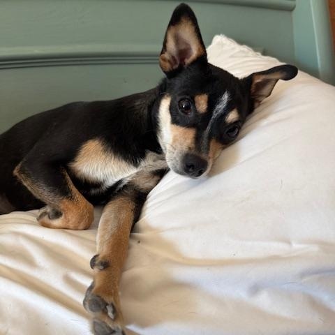 Enlarge Felice, an adoption pending mixed breed in Temple, TX image 2/6