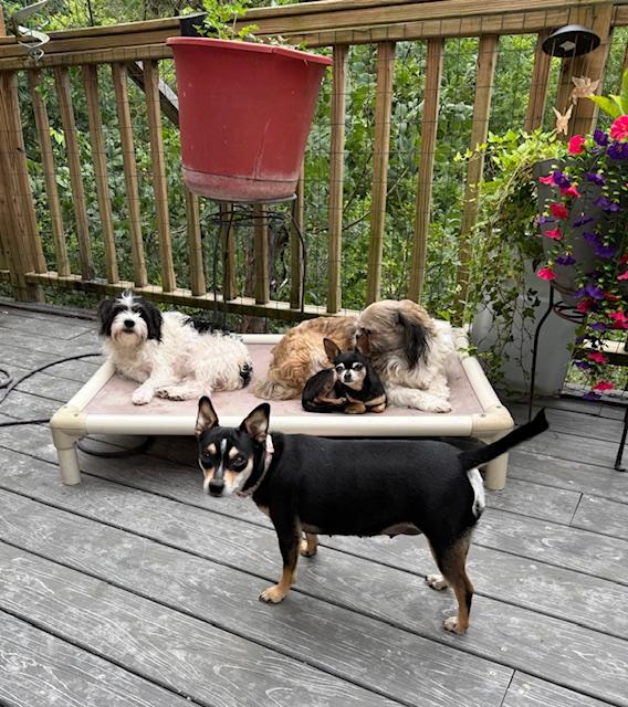 Enlarge Felice, an adoption pending mixed breed in Temple, TX image 3/6