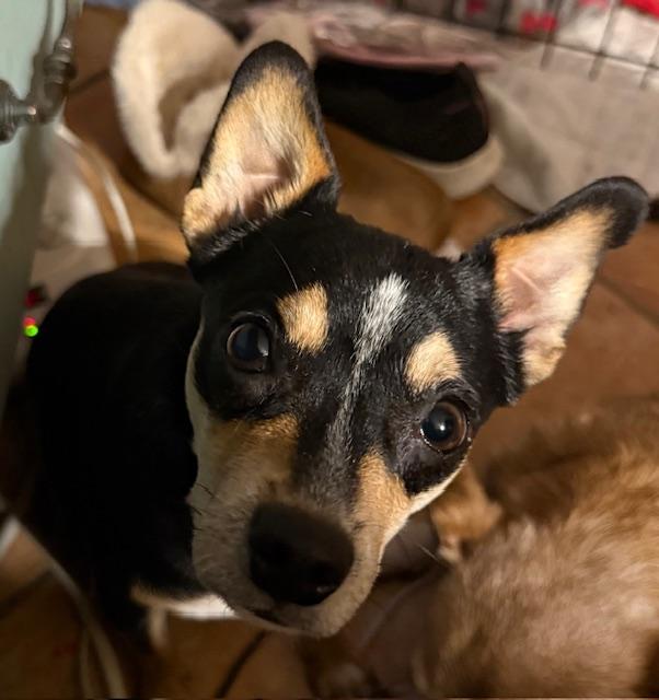 Enlarge Felice, an adoption pending mixed breed in Temple, TX image 6/6