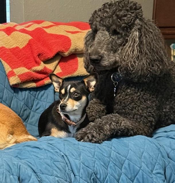 Enlarge Felice, an adoption pending mixed breed in Temple, TX image 4/6