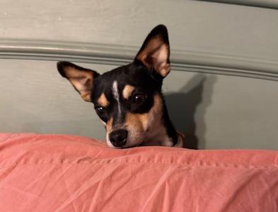 Enlarge Felice, an adoption pending mixed breed in Temple, TX image 1/6