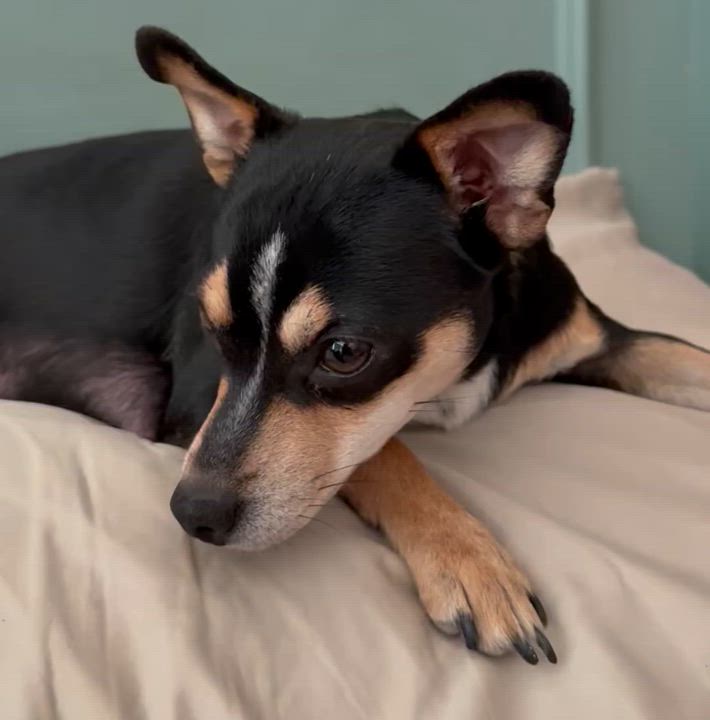 Enlarge Felice, an adoption pending mixed breed in Temple, TX video 5/6