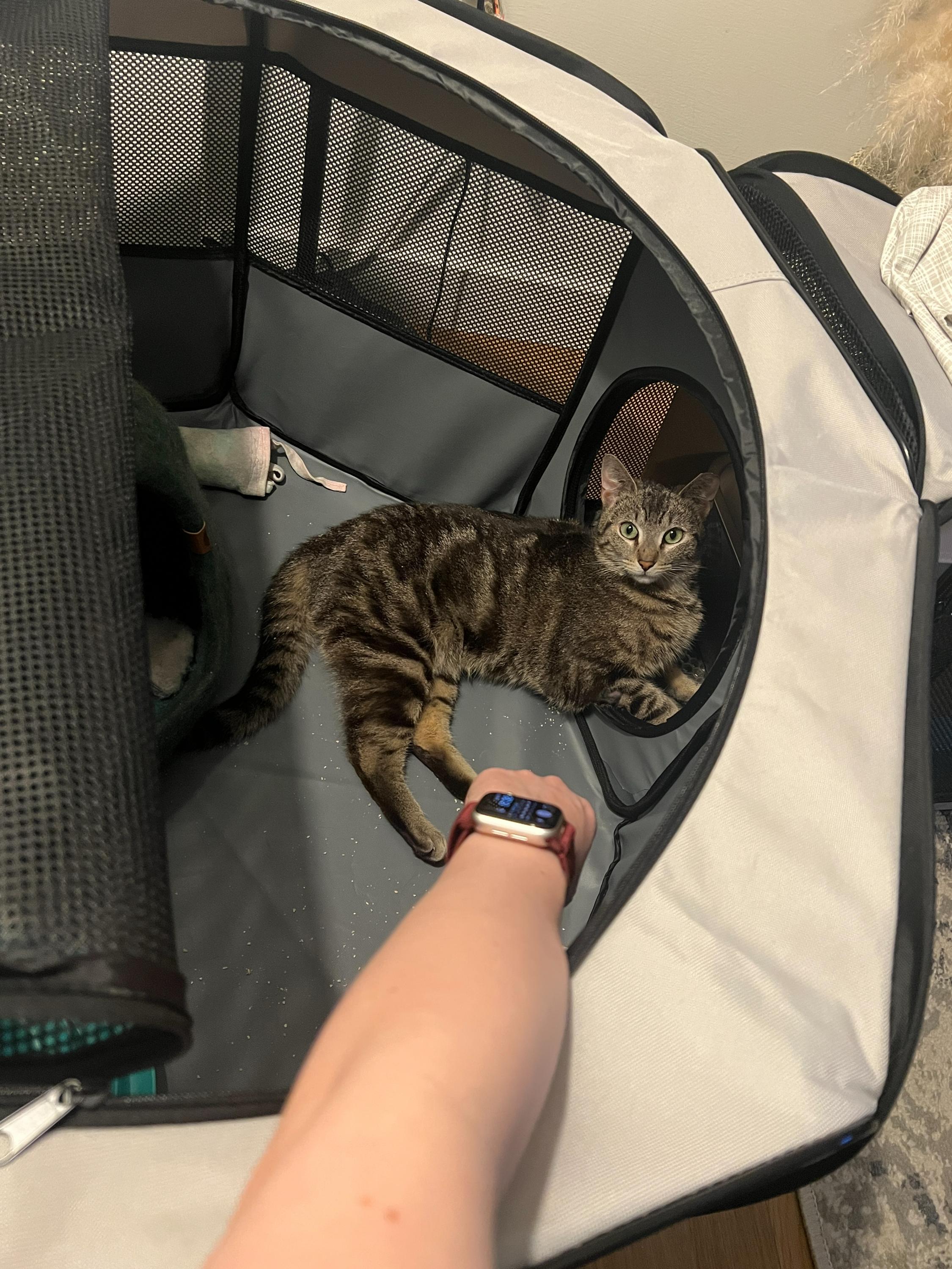 Enlarge Rushmore, a ADOPTABLE Domestic Short Hair in Long Island City, NY image 2/5