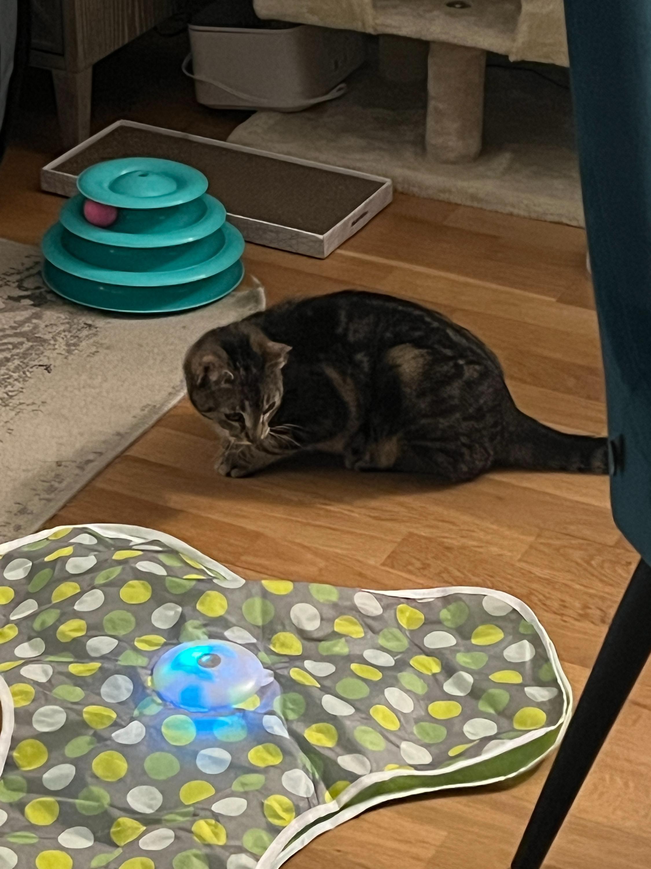 Enlarge Rushmore, a ADOPTABLE Domestic Short Hair in Long Island City, NY image 3/5