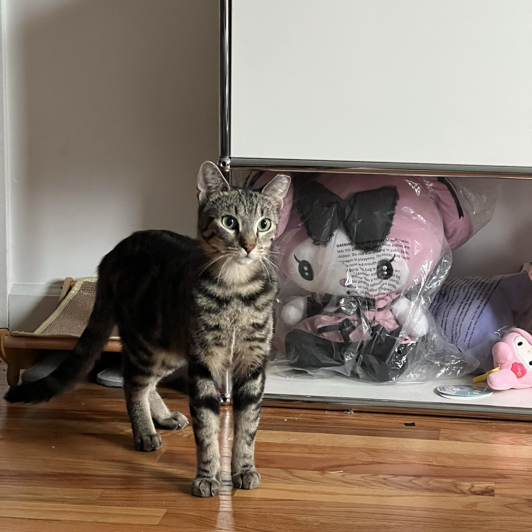 Rushmore, ADOPTABLE, Adult Male Domestic Short Hair.