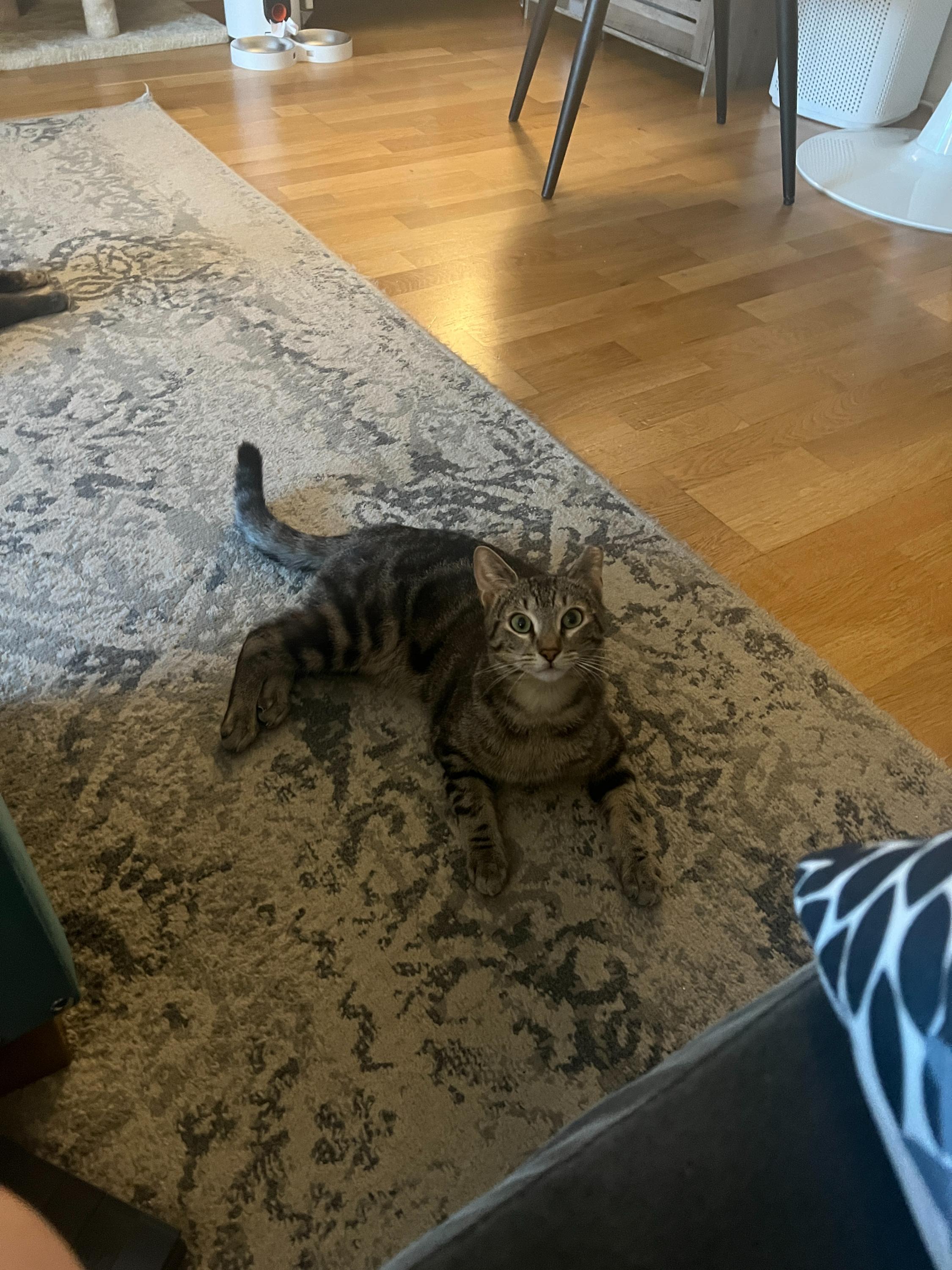 Rushmore, ADOPTABLE, Adult Male Domestic Short Hair.