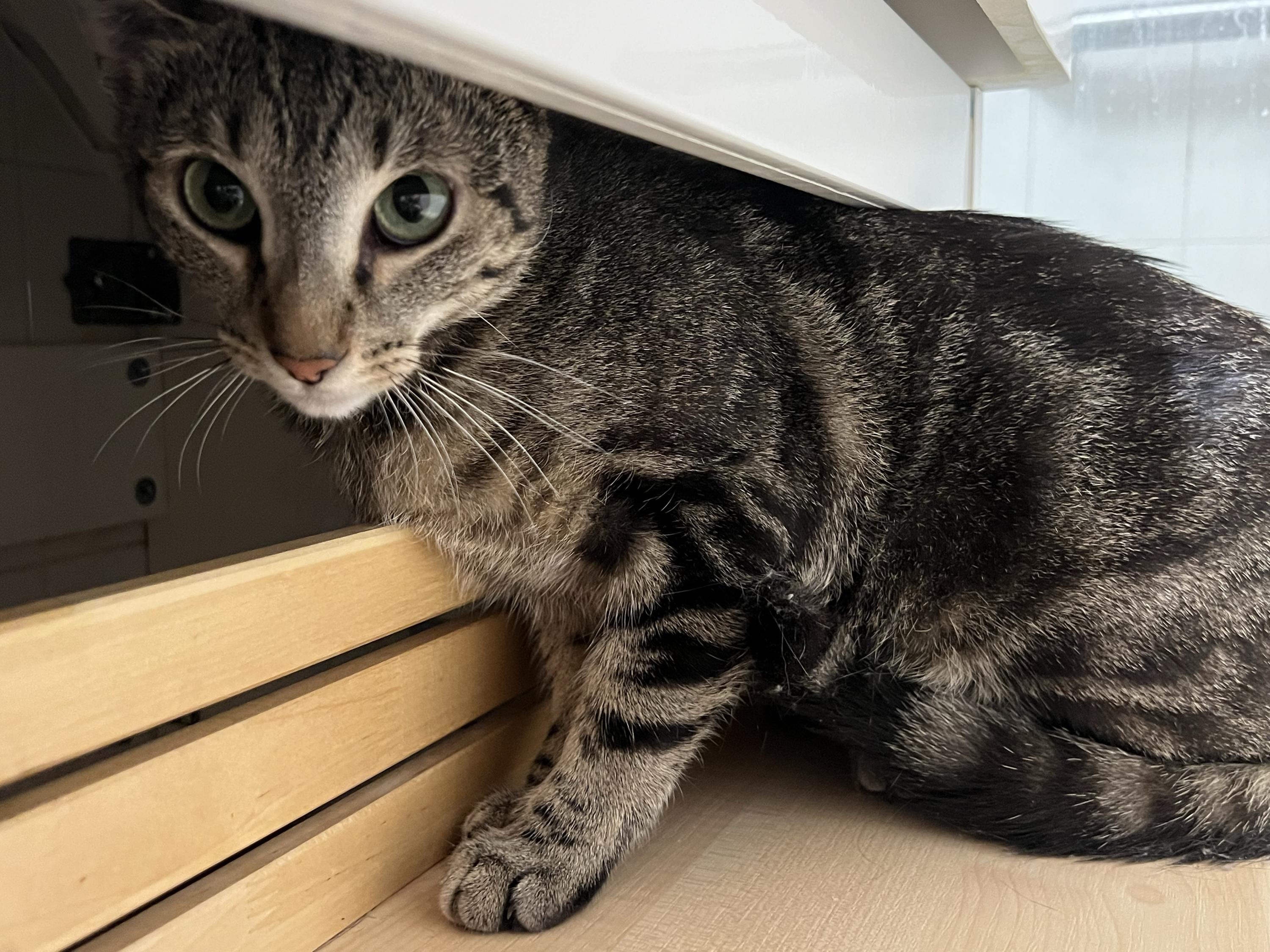 Rushmore, a ADOPTABLE Domestic Short Hair in Long Island City, NY image 2/6
