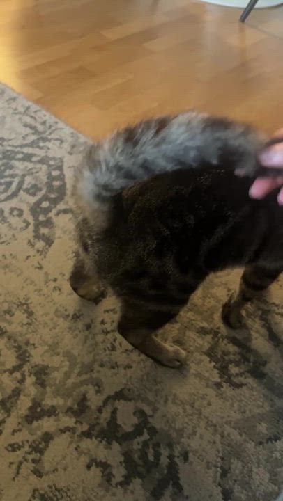 Enlarge Rushmore, a ADOPTABLE Domestic Short Hair in Long Island City, NY video 5/5