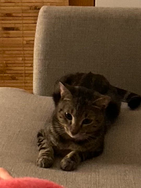 Enlarge Rushmore, a ADOPTABLE Domestic Short Hair in Long Island City, NY video 6/6