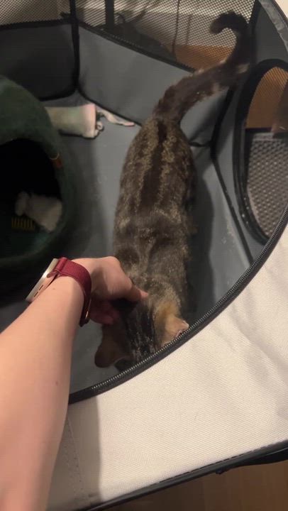 Enlarge Rushmore, a ADOPTABLE Domestic Short Hair in Long Island City, NY video 4/5