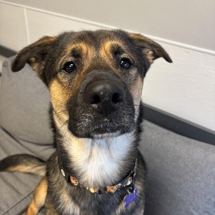 Enlarge Bartholomew, a Adoptable mixed breed in Lansing, MI image 1/3