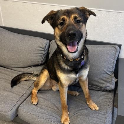 Enlarge Bartholomew, a Adoptable mixed breed in Lansing, MI image 2/3