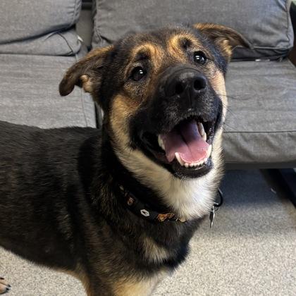 Enlarge Bartholomew, a Adoptable mixed breed in Lansing, MI image 3/3