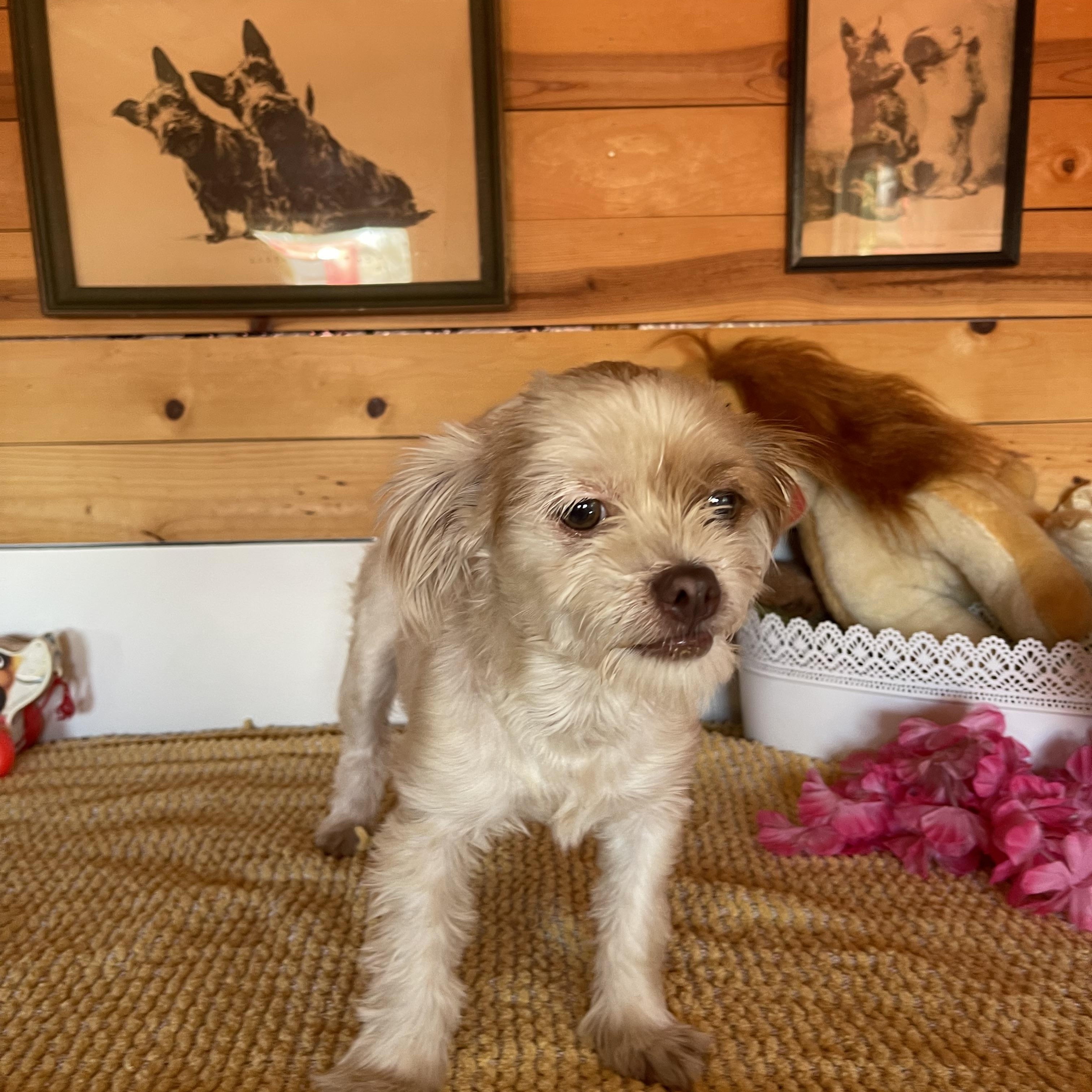 Zelda, ADOPTABLE, Young Female Maltese & Terrier.