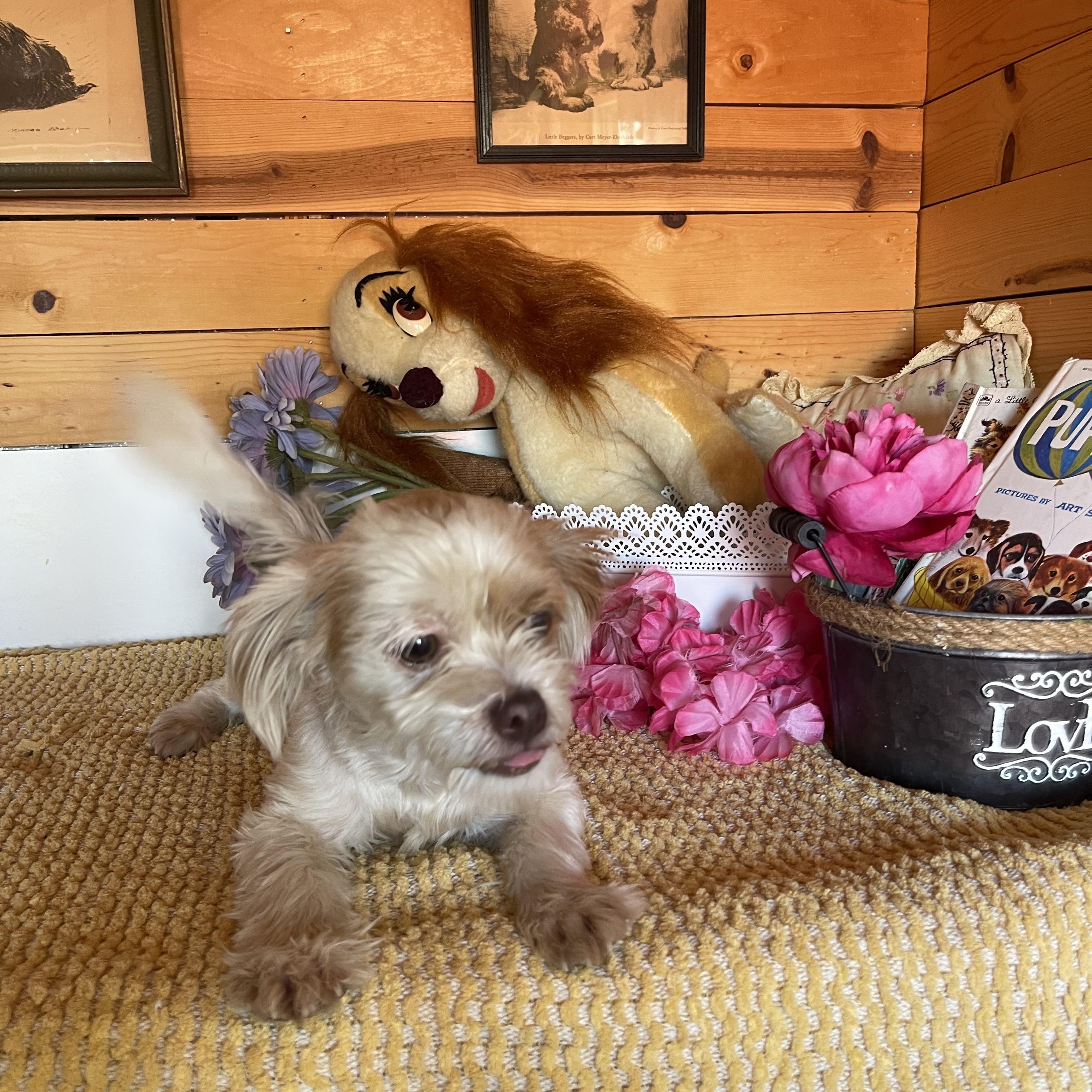 Enlarge Zelda, a ADOPTABLE mixed breed in Vacaville, CA image 3/3