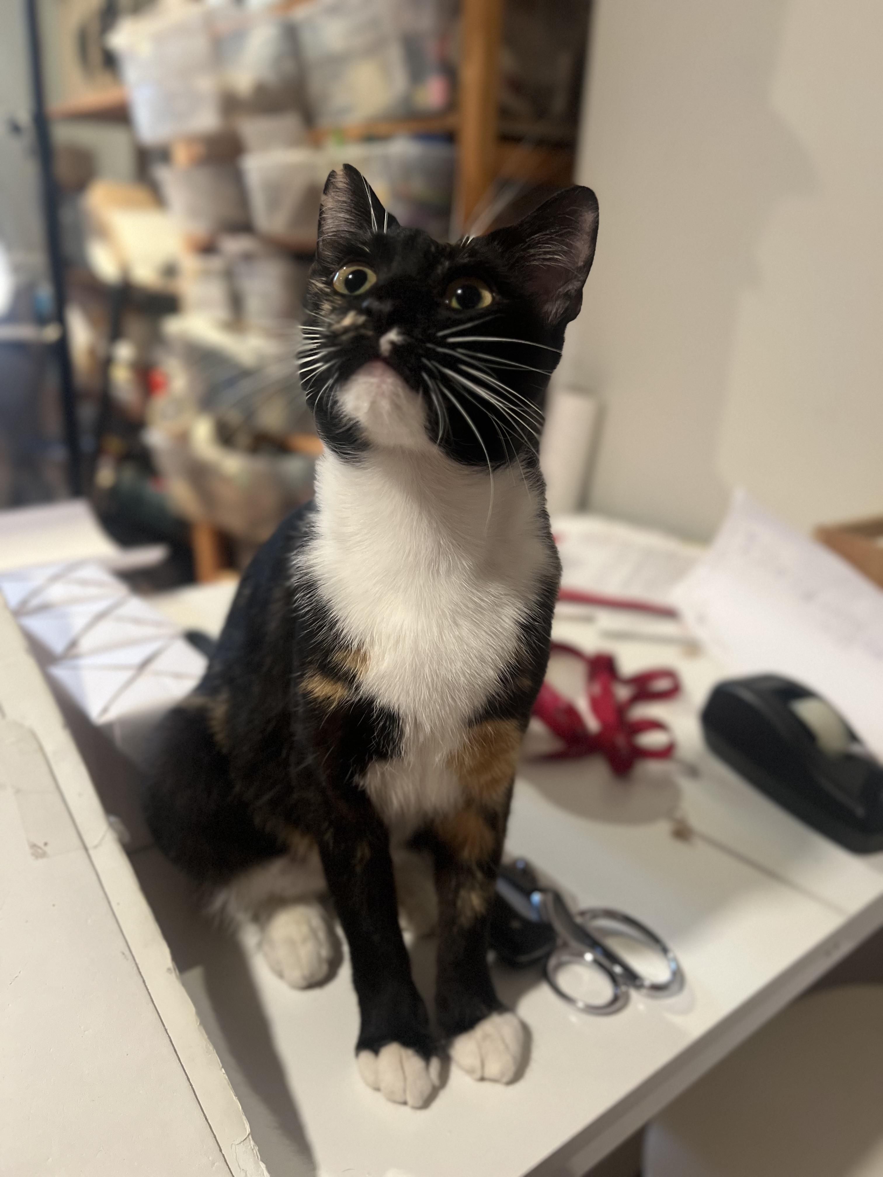 Enlarge Gigi, a Adoptable Domestic Short Hair in Brooklyn, NY image 5/5