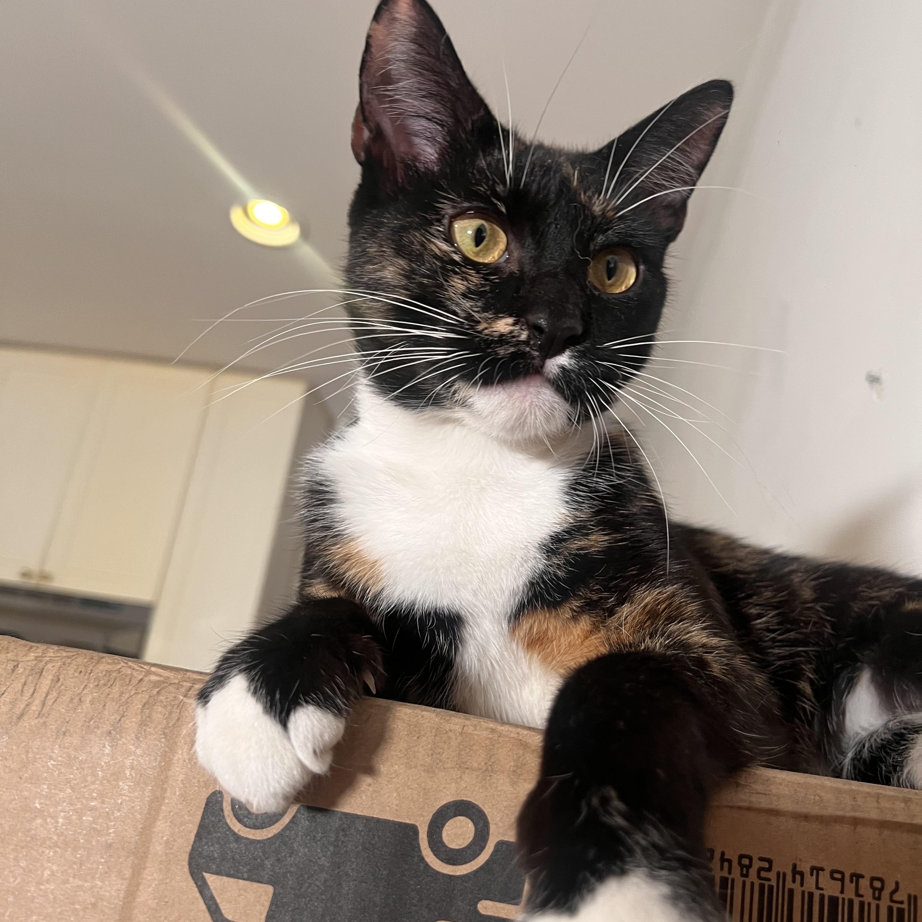 Enlarge Gigi, a Adoptable Domestic Short Hair in Brooklyn, NY image 4/5