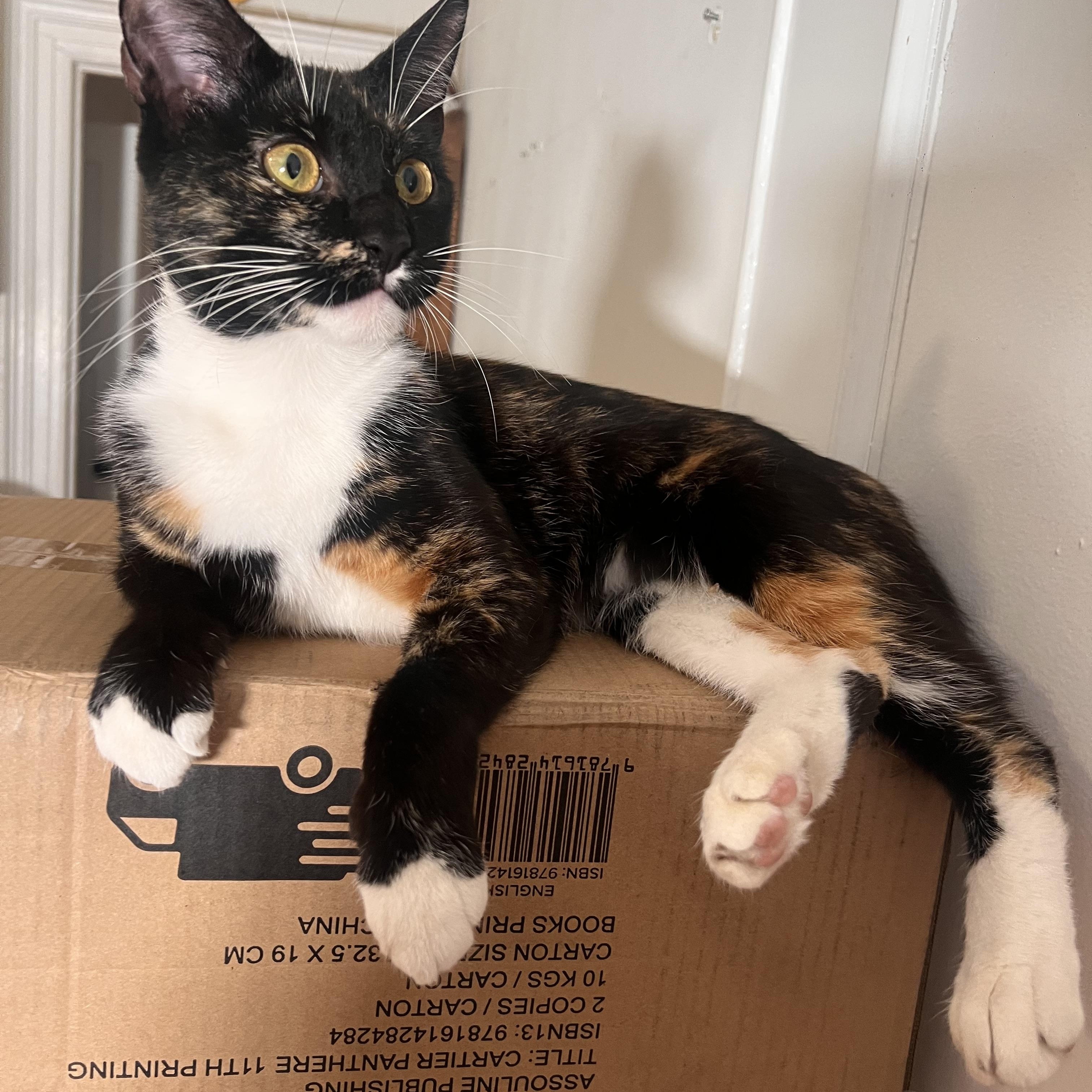 Enlarge Gigi, a Adoptable Domestic Short Hair in Brooklyn, NY image 2/5