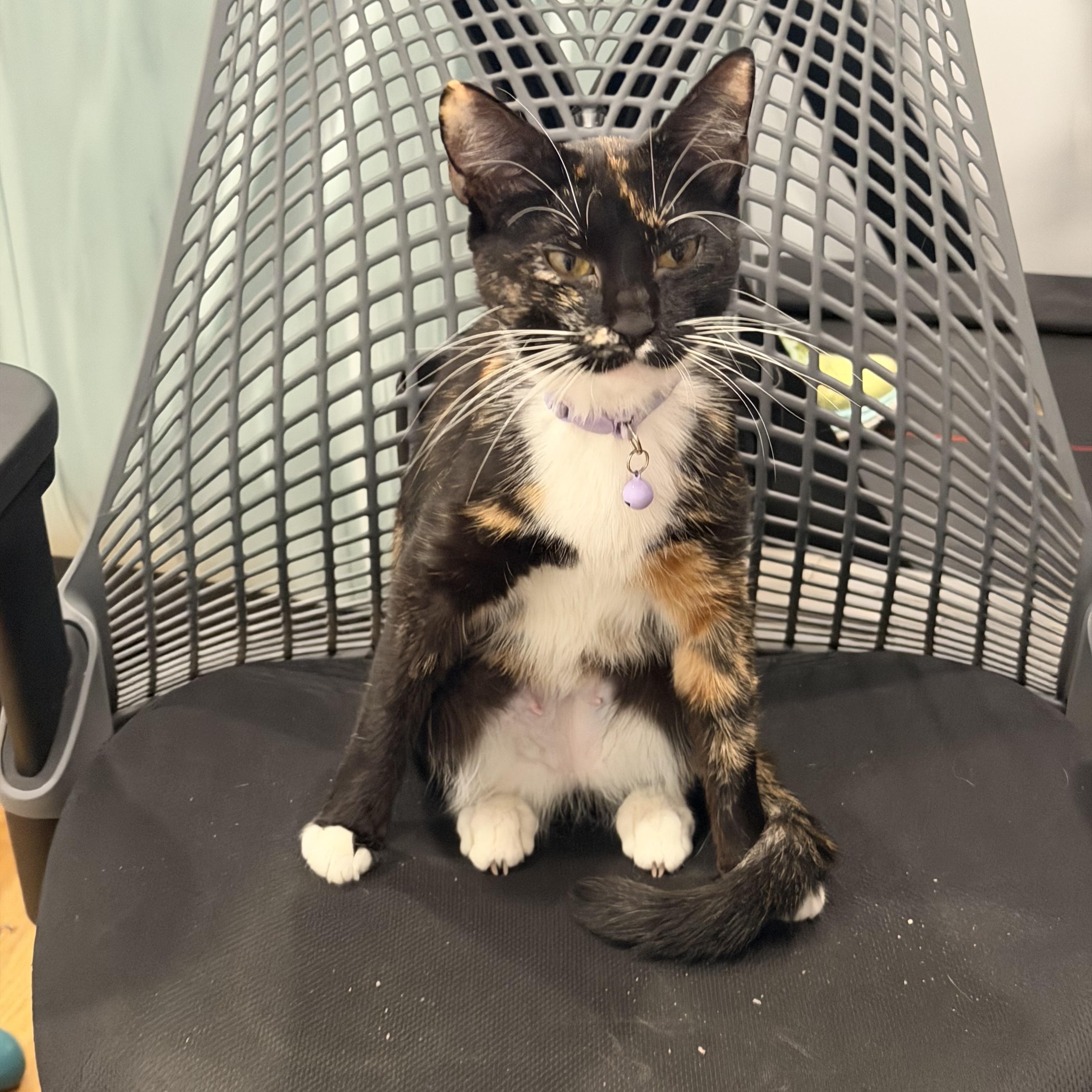 Enlarge Gigi, a Adoptable Domestic Short Hair in Brooklyn, NY image 3/5