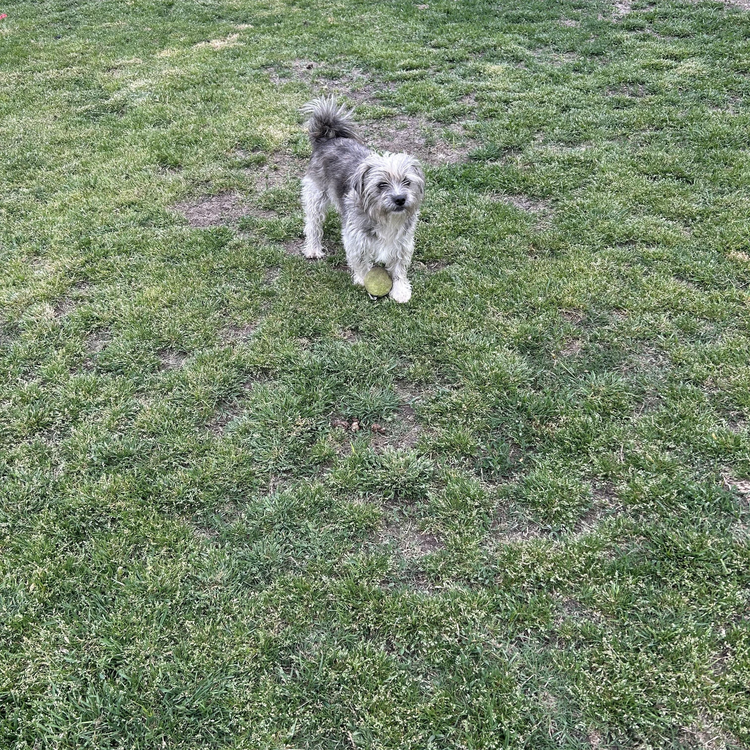 Benjie, a Adopted Shih Tzu in Sanger, TX image 5/6
