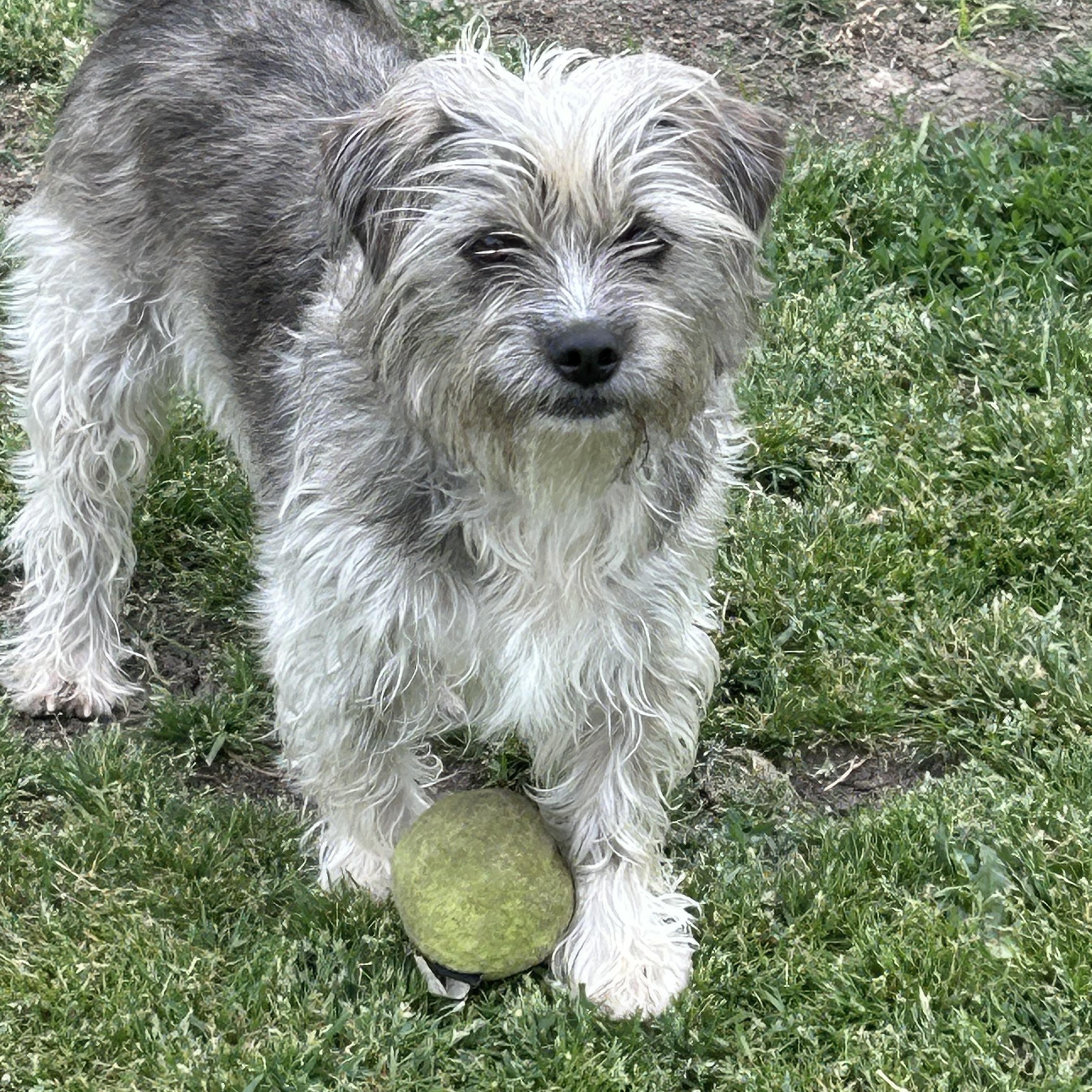 Benjie, Adopted, Young Male Shih Tzu.