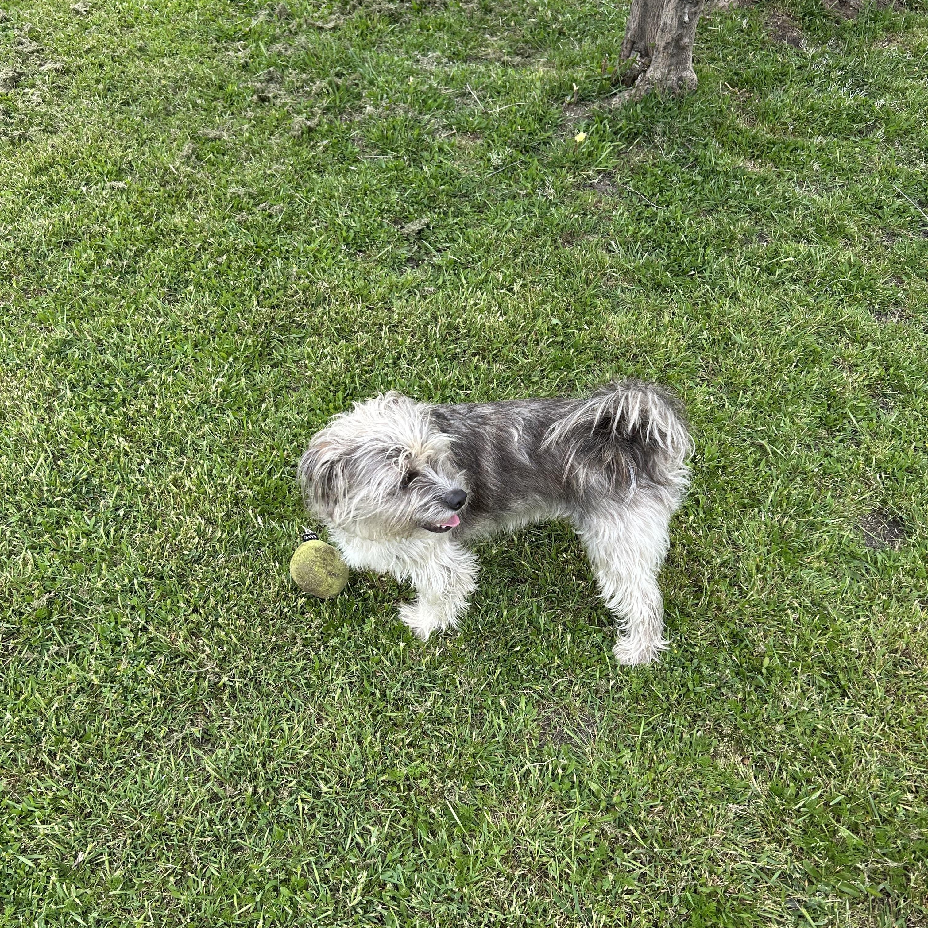 Benjie, a Adopted Shih Tzu in Sanger, TX image 6/6