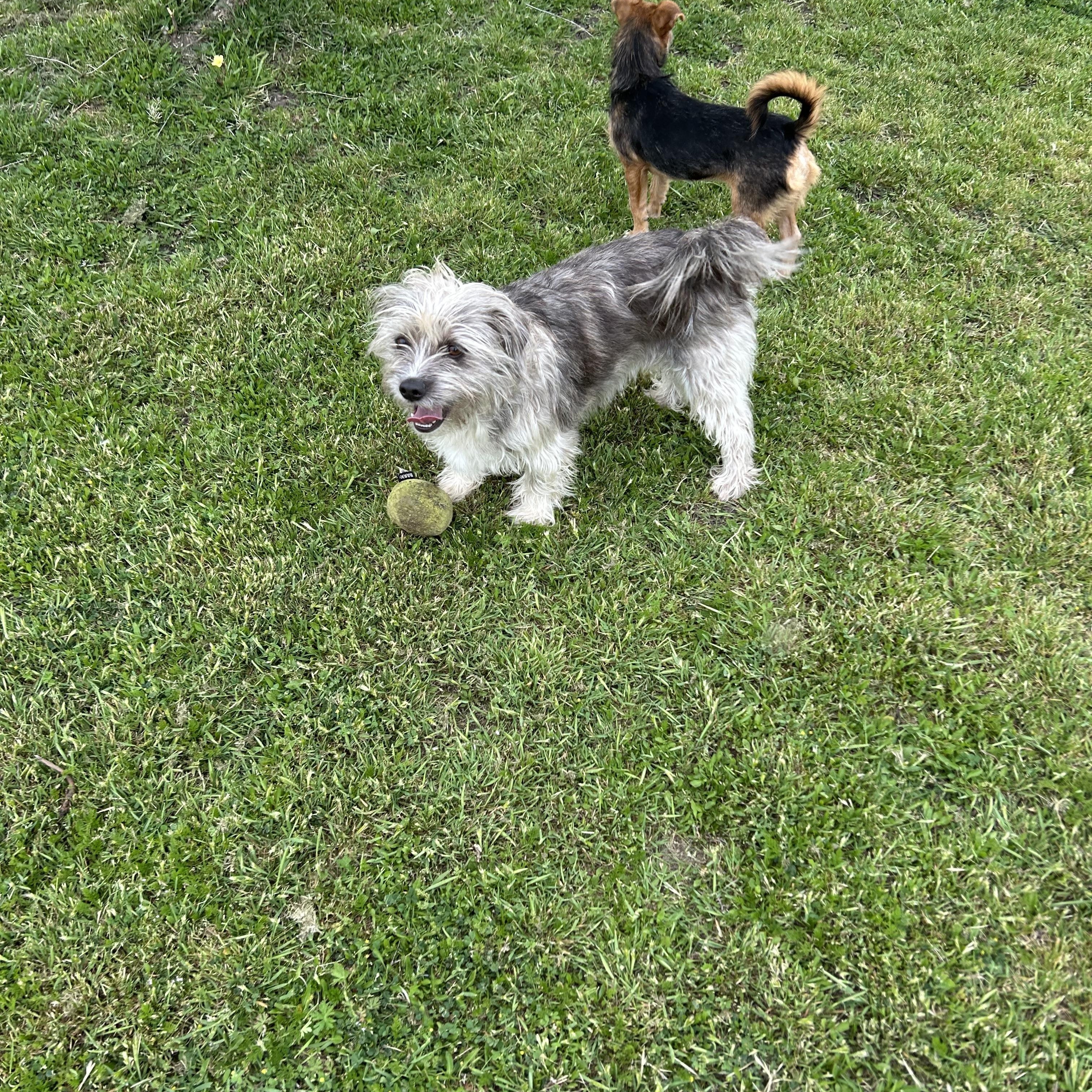 Benjie, a Adopted Shih Tzu in Sanger, TX image 2/6