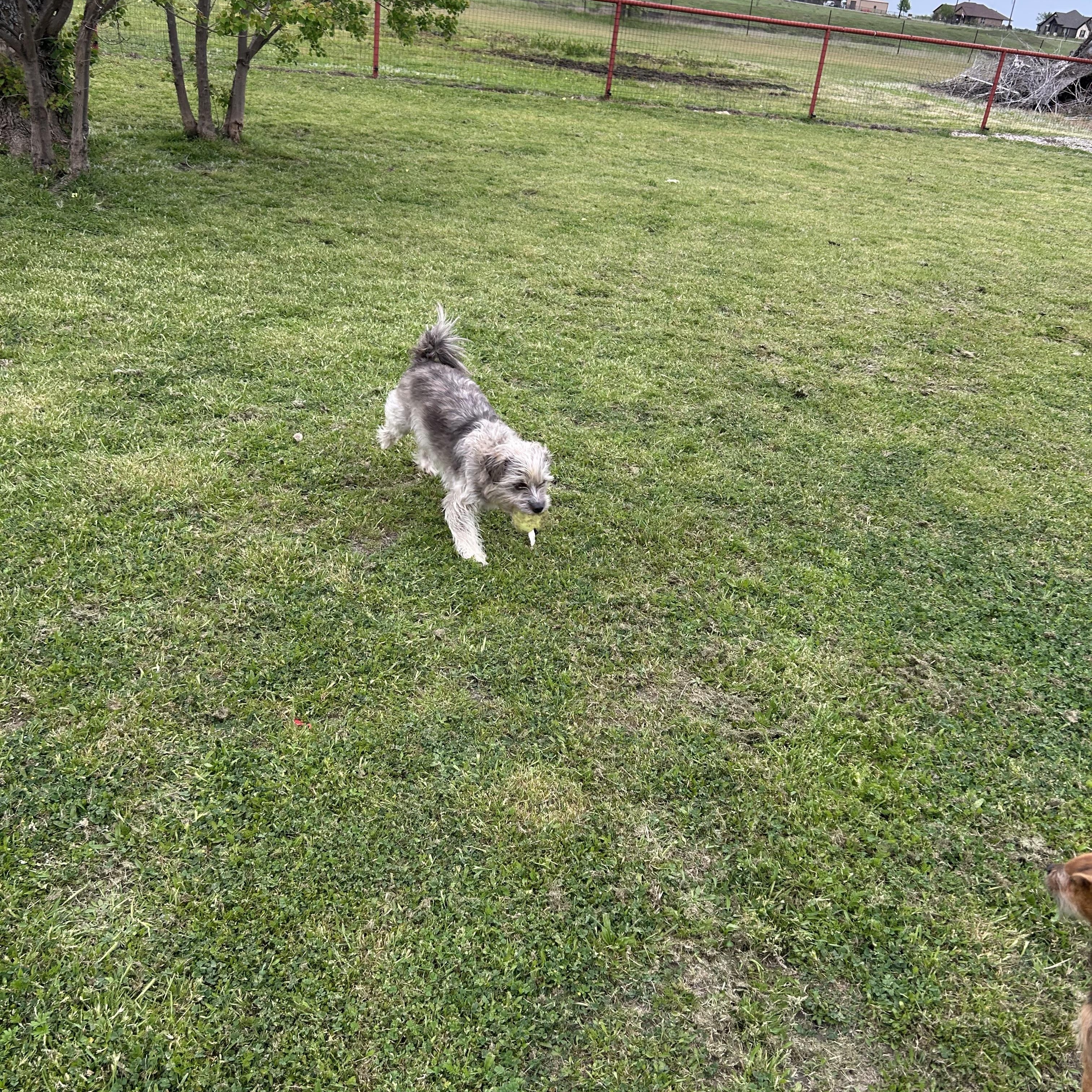 Benjie, a Adopted Shih Tzu in Sanger, TX image 4/6