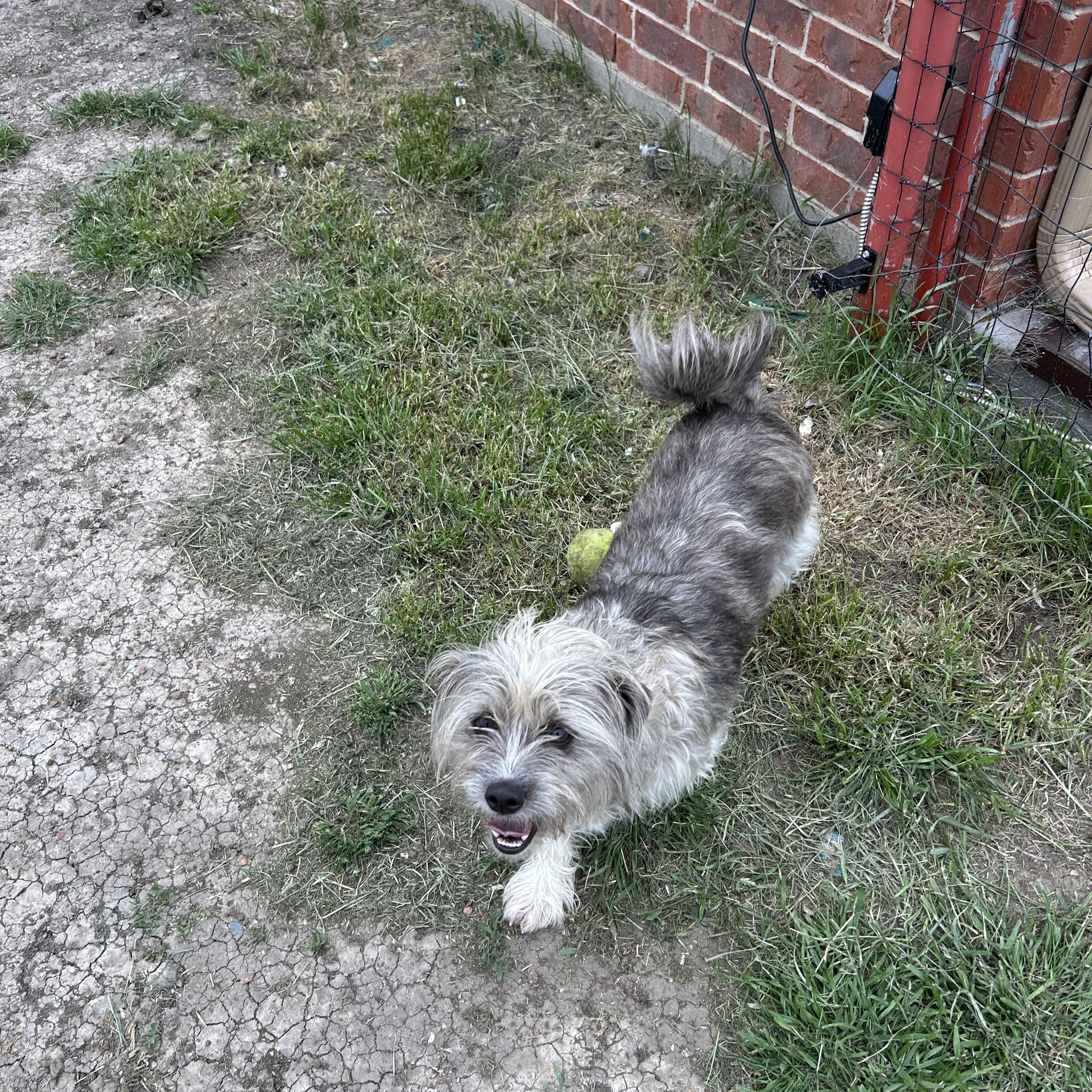 Benjie, a Adopted Shih Tzu in Sanger, TX image 3/6