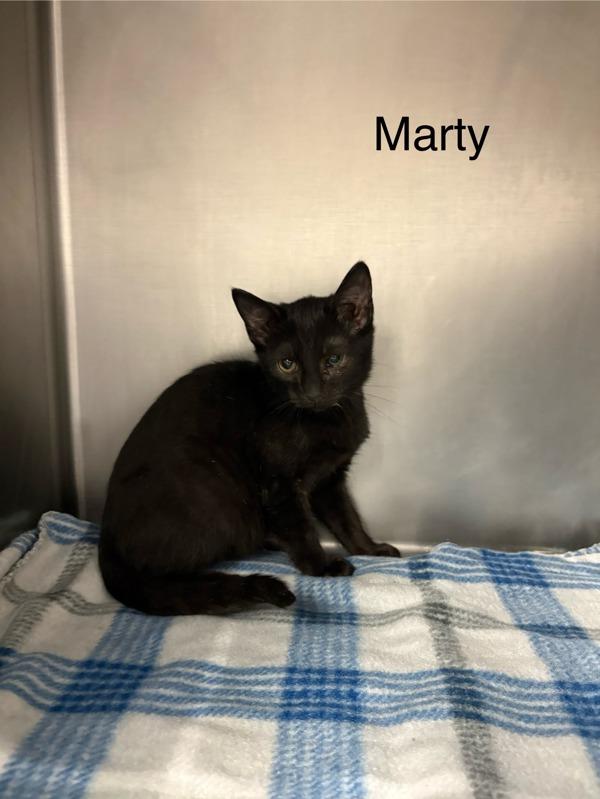 Enlarge Marty, a Adoptable mixed breed in Knoxville, TN image 1/1