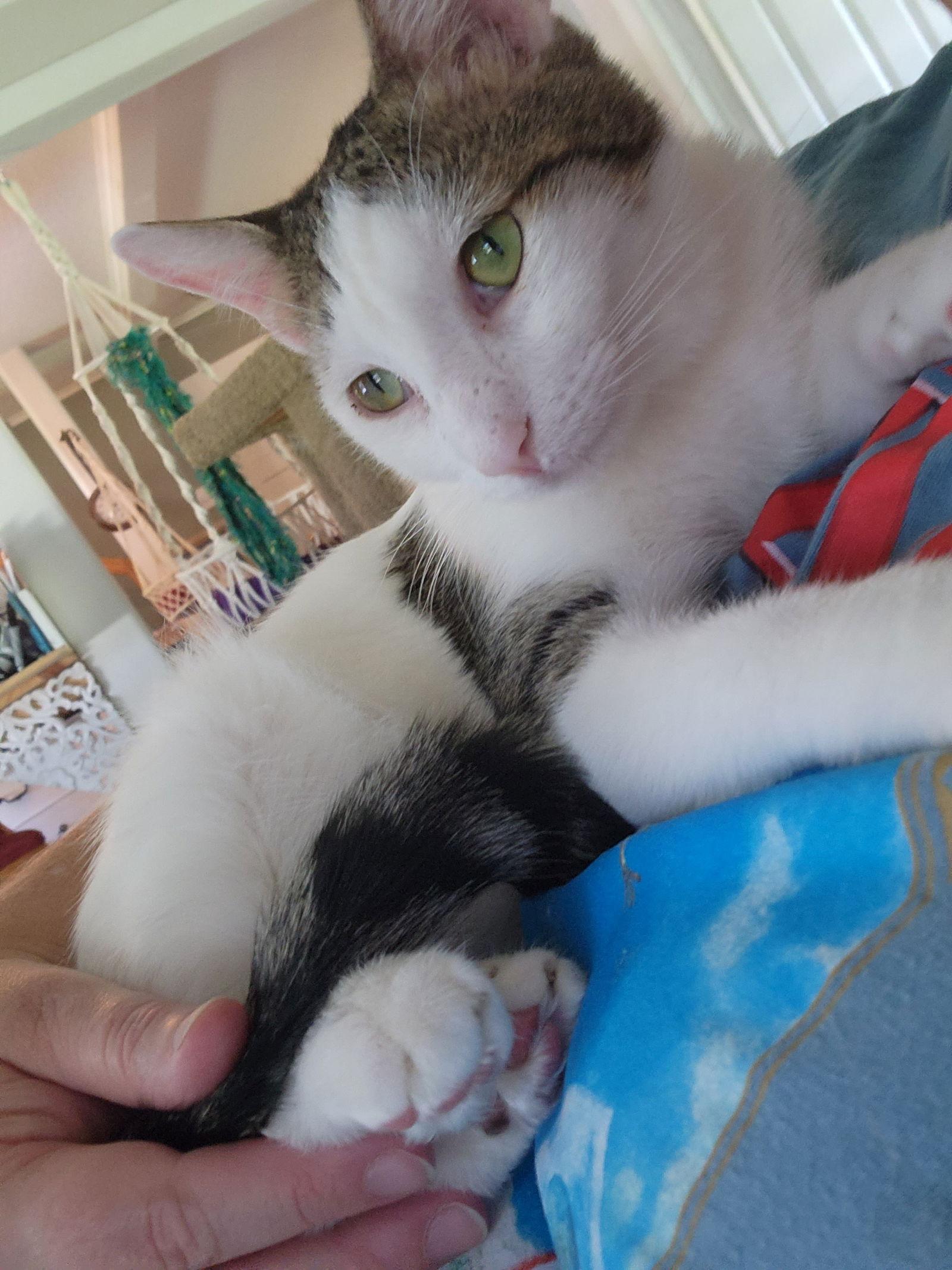 Quinton, Adoptable, Young Male Domestic Short Hair.