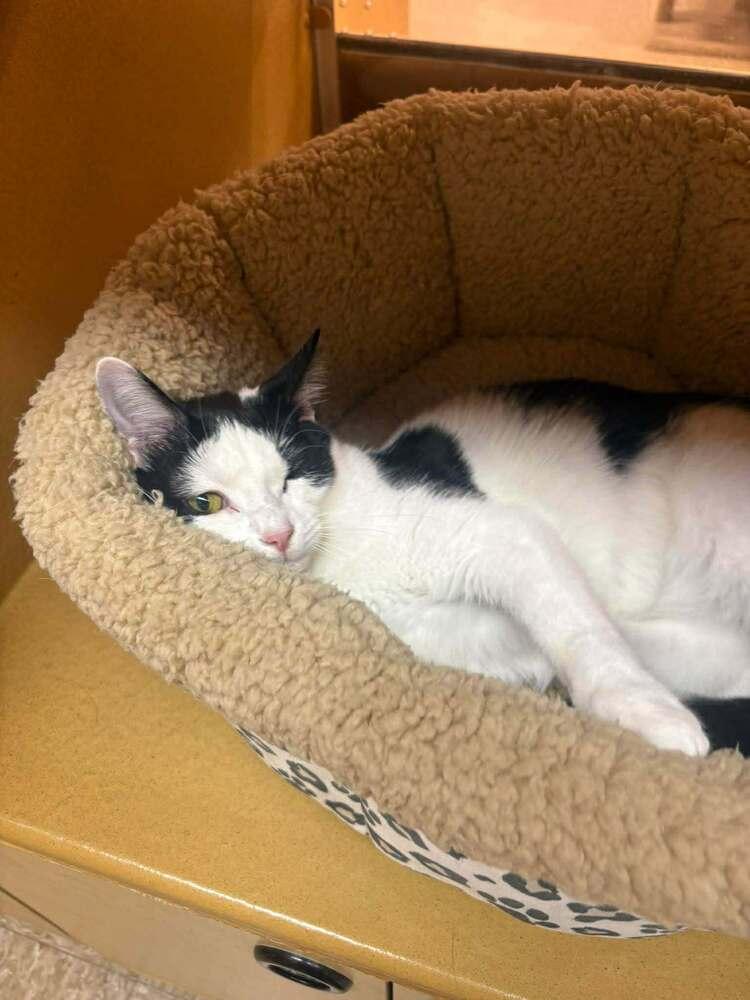 Enlarge Clover, a Adoptable Domestic Short Hair in Salisbury, NC image 1/3