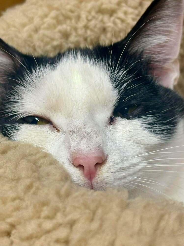 Enlarge Clover, a Adoptable Domestic Short Hair in Salisbury, NC image 2/3