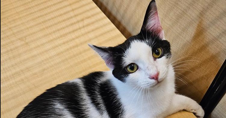 Enlarge Clover, a Adoptable Domestic Short Hair in Salisbury, NC image 3/3